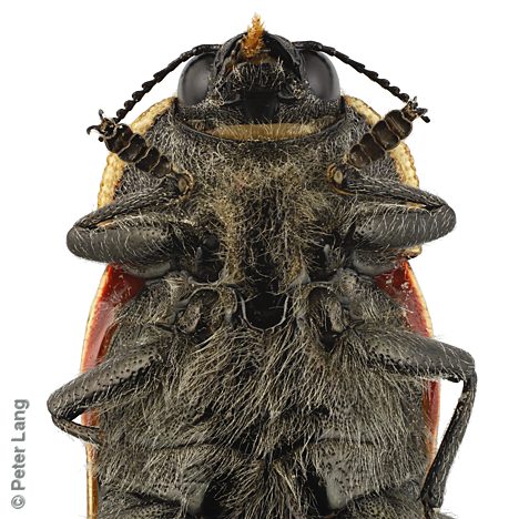 Temognatha flavocincta, PL2804, male, SE, 28.2 × 12.0 mm